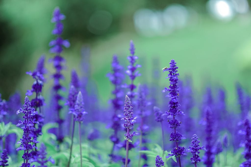 Lavender essential oil flowers, shot for Essential Oils 101 guide, purple buds on green stems, bee.