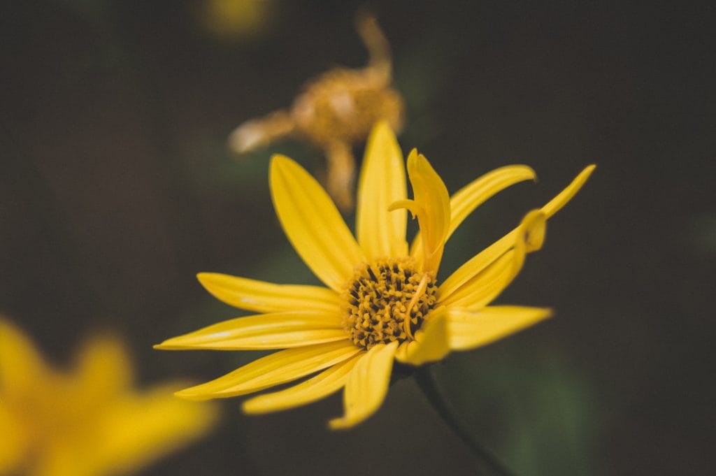 Yellow flower, homeopathy class. Natural remedy details. Saturday session.