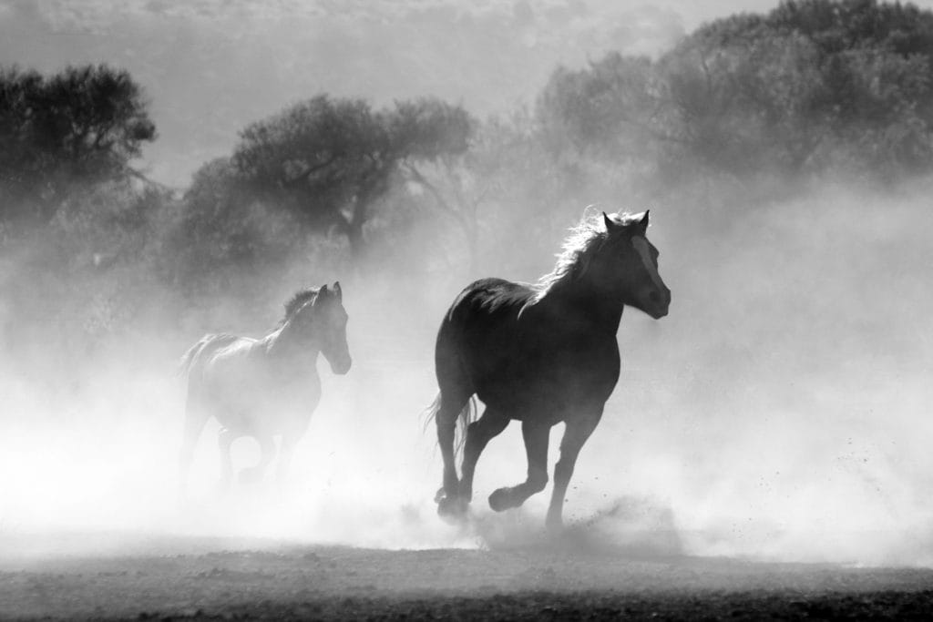 Black and white photo of horses running through a foggy field.